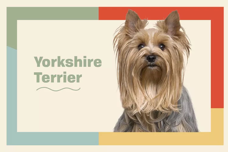 Yorkshire Terrier Yorkie