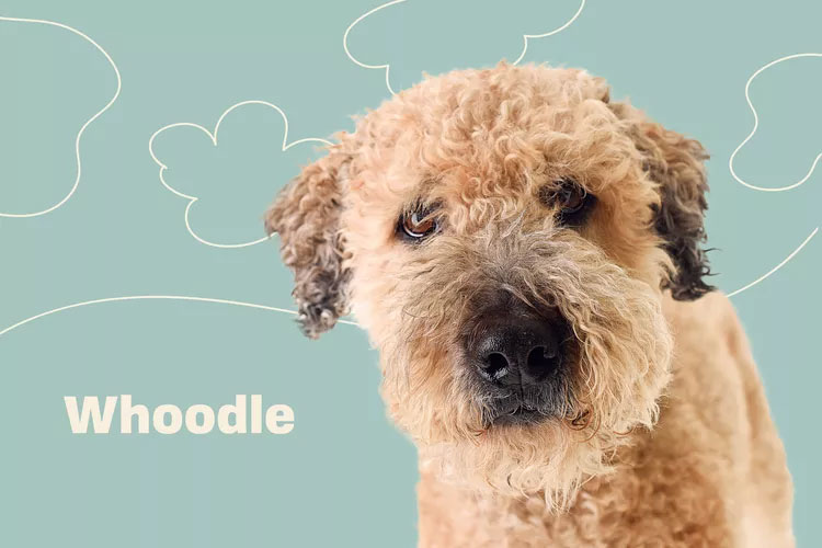 Whoodle Wheatendoodle