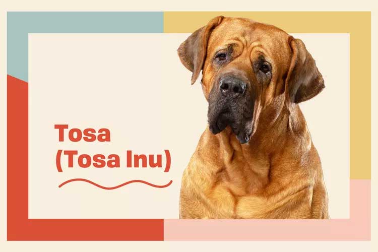 Tosa Tosa Inu