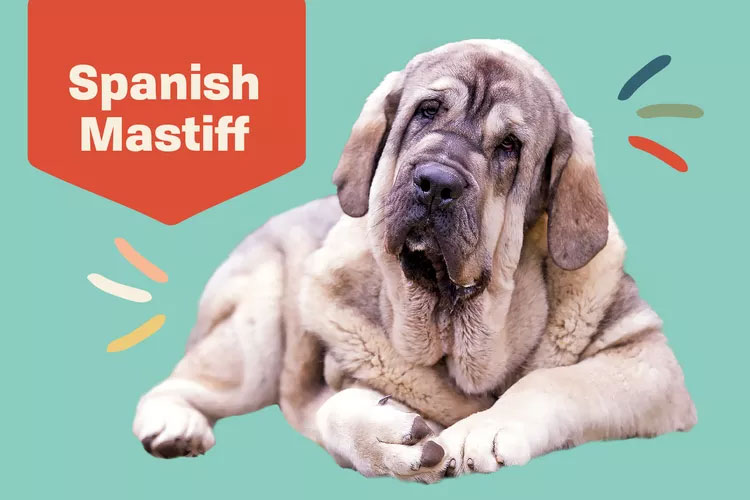 Spanish Mastiff