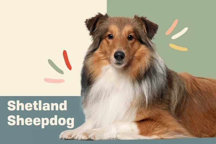 Shetland Sheepdog (Sheltie)