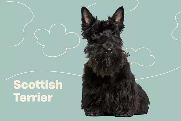 Scottish Terrier (Scottie)