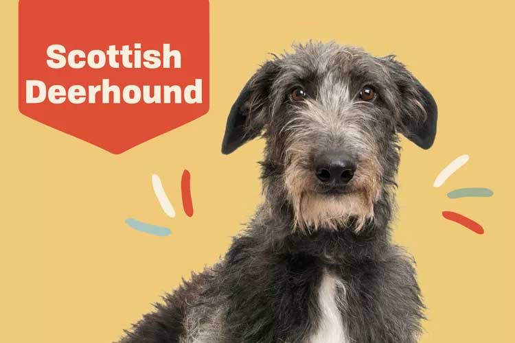  Scottish Deerhound