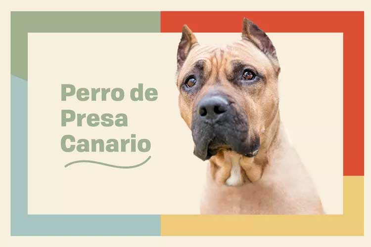 Perro de Presa Canario