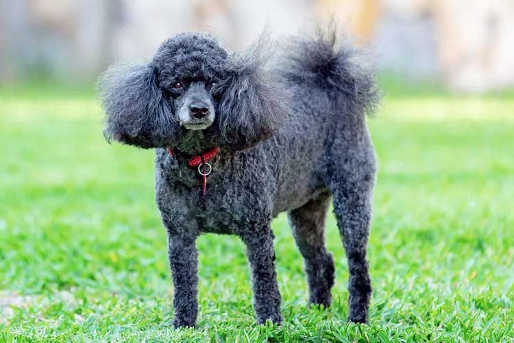Miniature Poodle PetGOV
