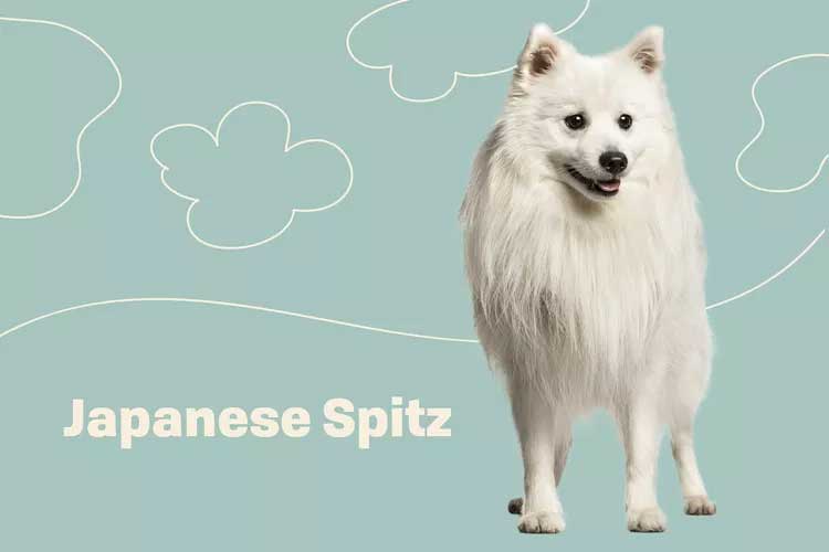 Japanese Spitz