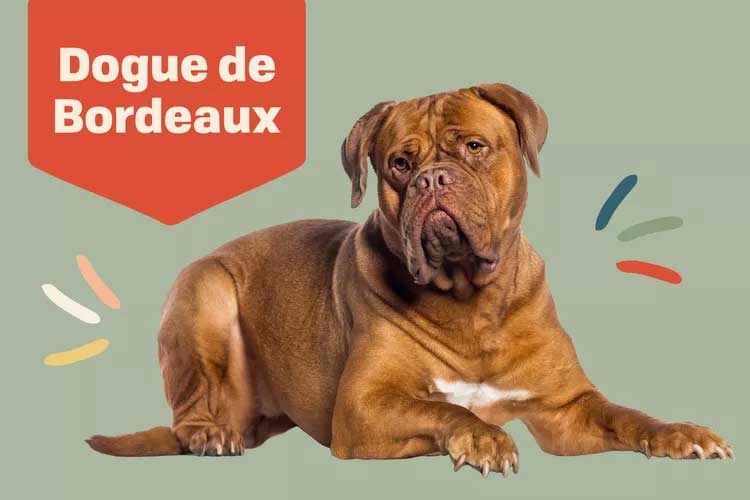 Dogue de Bordeaux  French Mastiff