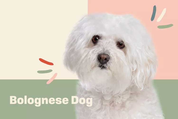 Bolognese Dog