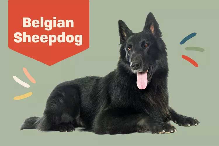 Belgian Sheepdog  Belgian Shepherd