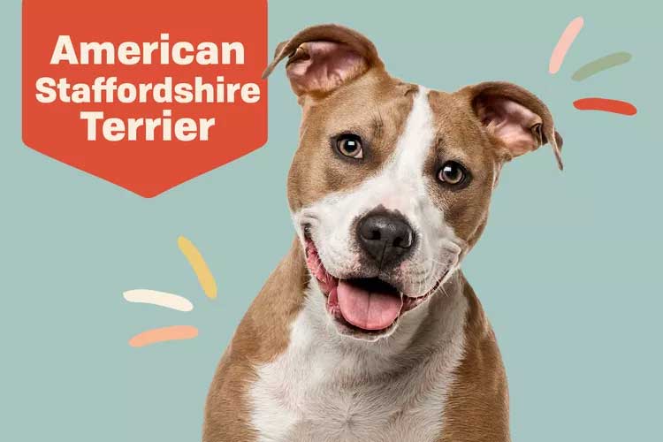 American Staffordshire Terrier  AmStaff