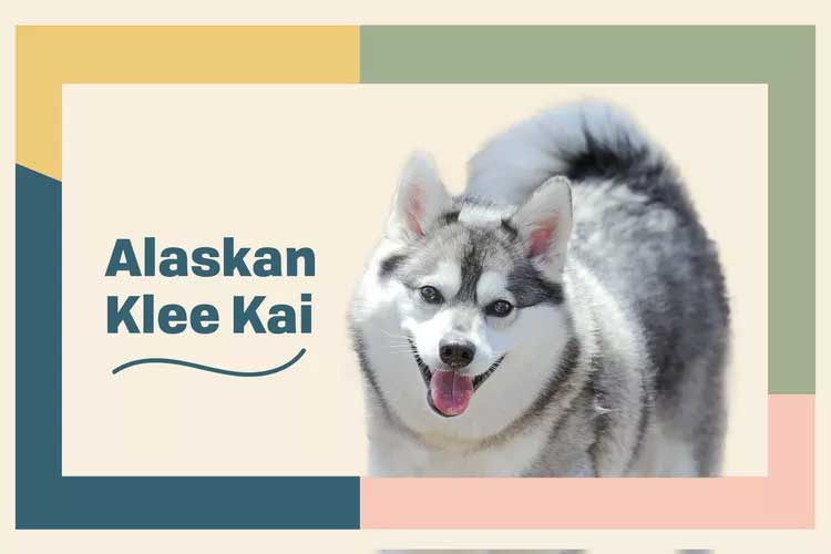 Alaskan Klee Kai