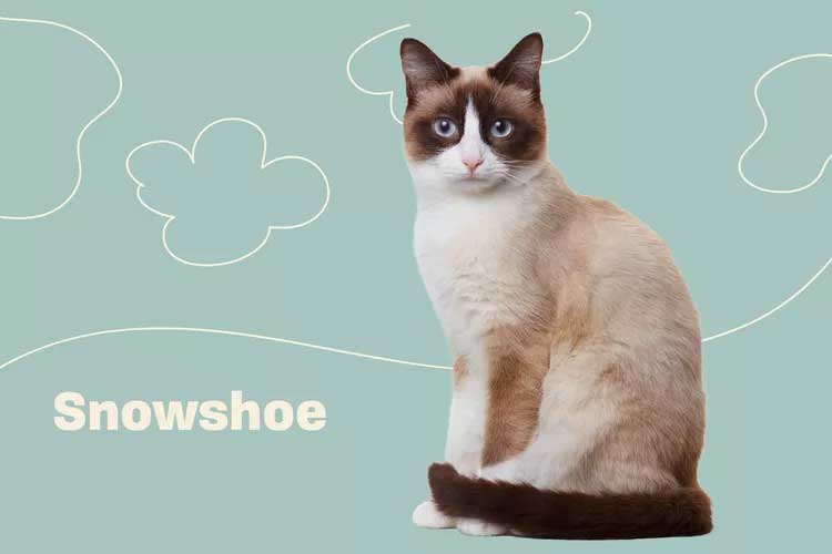 Snowshoe Cat