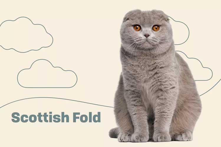 Scottish Fold  Highland Fold