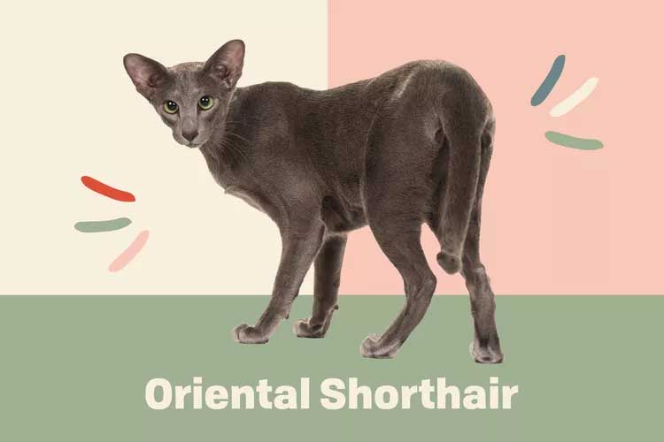Oriental Shorthair