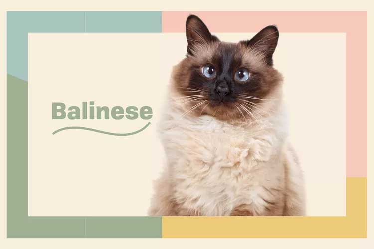 Balinese   Long-Haired Siamese