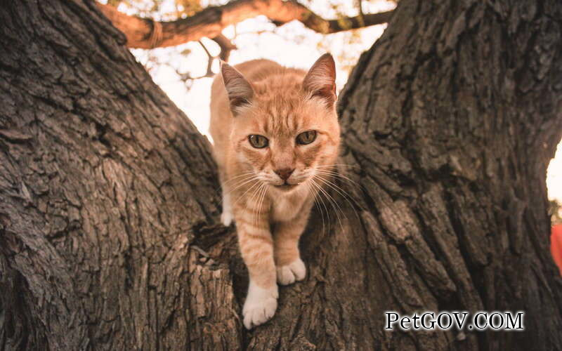 Ist es in Ordnung, die Katze unkastriert zu lassen?