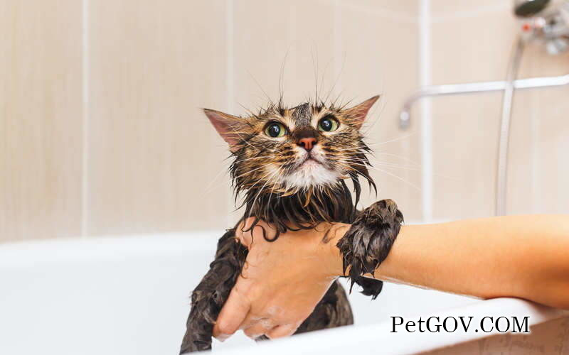 Can kittens be bathed?