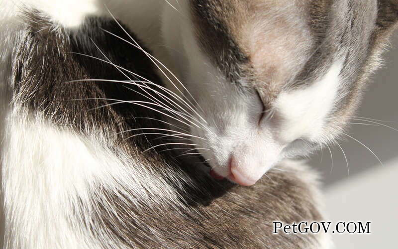 Cat eyebrows are symmetrically bald on both sides