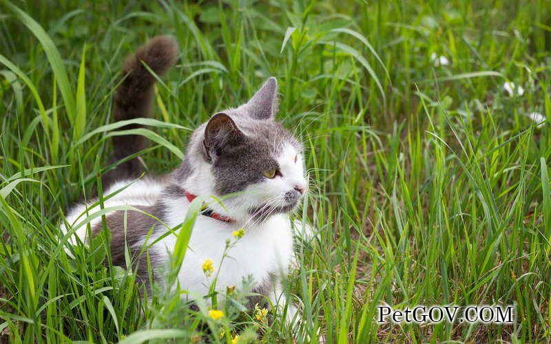 cola de gato cayendo y meneando