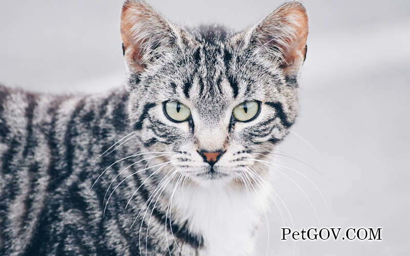 Can cats eat baked sweet potatoes?