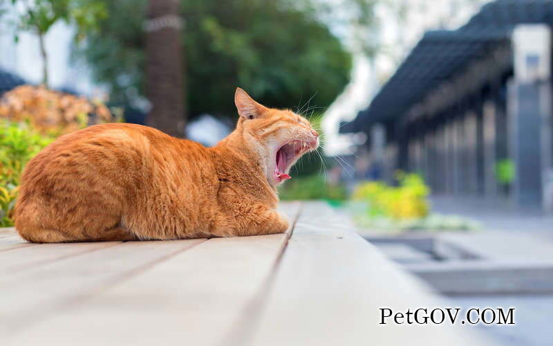 ¿Por qué un gato suele vomitar comida para gatos?