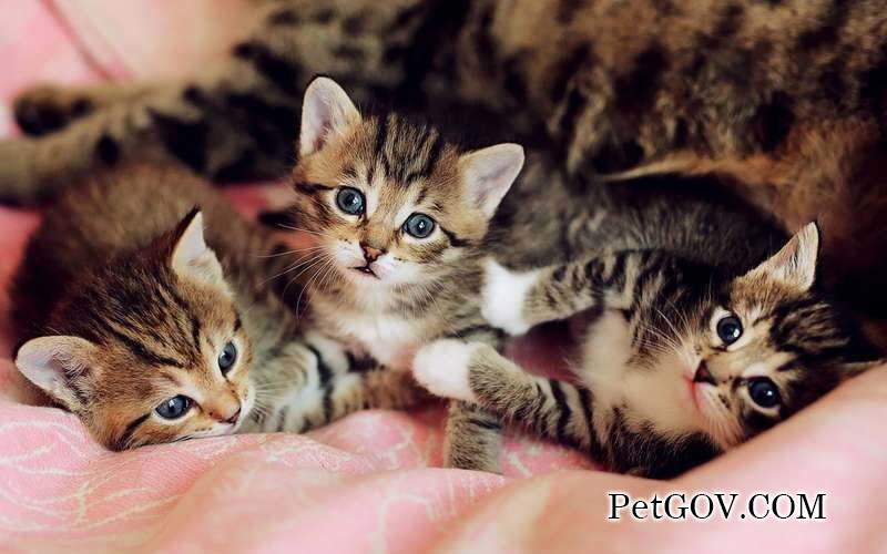 Why does a cat poop green and loose stools?