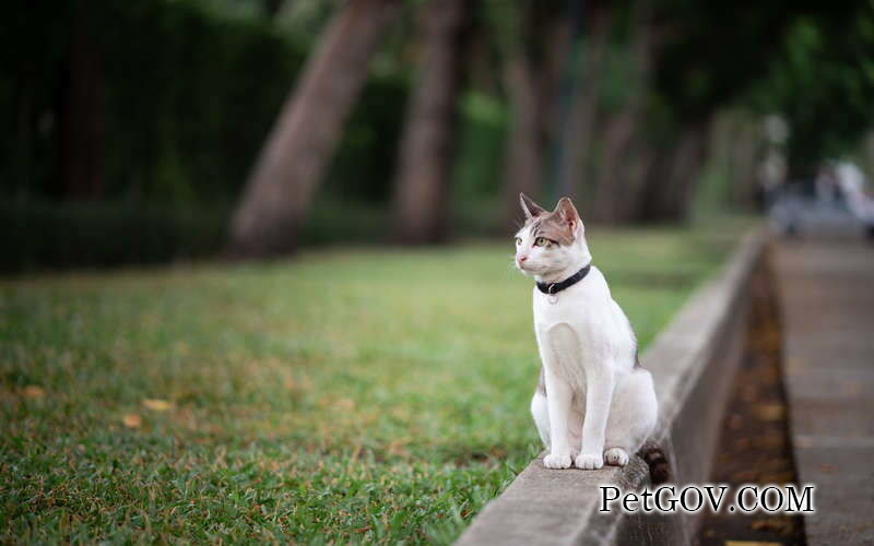 A piece of cat's skin is hairless and white meat is exposed