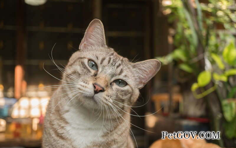 Cat vomits cat food but is in good spirits