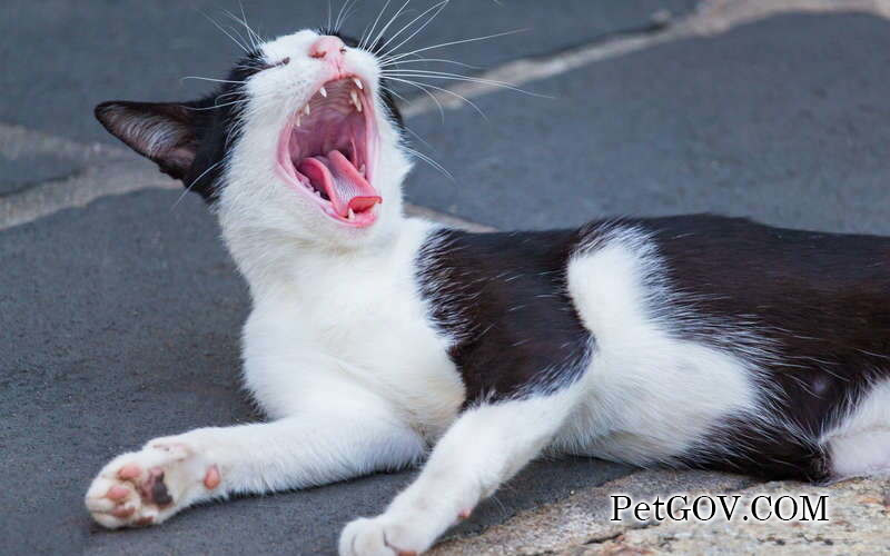 Cat's nostrils are black and caked every day