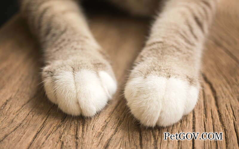 Le chat continue d'aller aux toilettes mais ne peut pas uriner