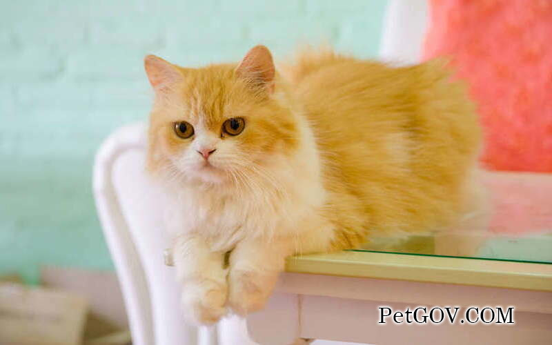 Can cats eat broccoli?