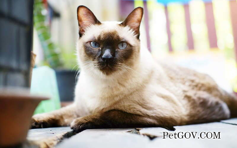 Female cat develops a hard lump in her lower abdomen after breastfeeding