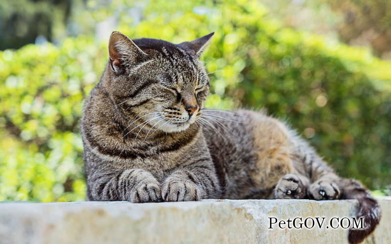 What's wrong with the cat's neck hair loss and baldness?