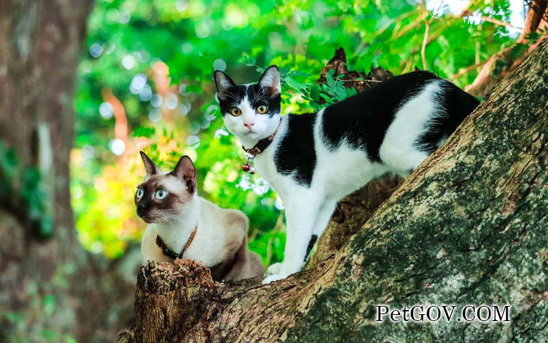 Warum erbricht eine Katze wie Kacke?