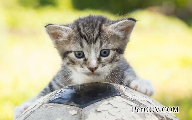 Can kittens eat egg yolks?