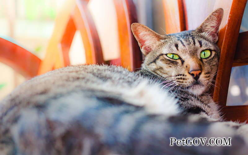 ¿Qué significa cuando un gato se frota la cabeza contra la mano?