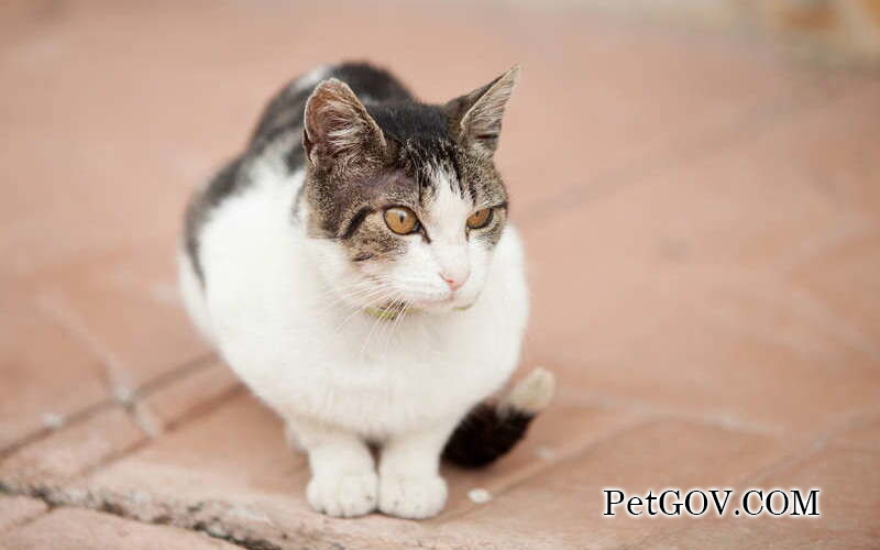 Wie viele Tage nach der Trächtigkeit bringt eine Katze ein Kind zur Welt?