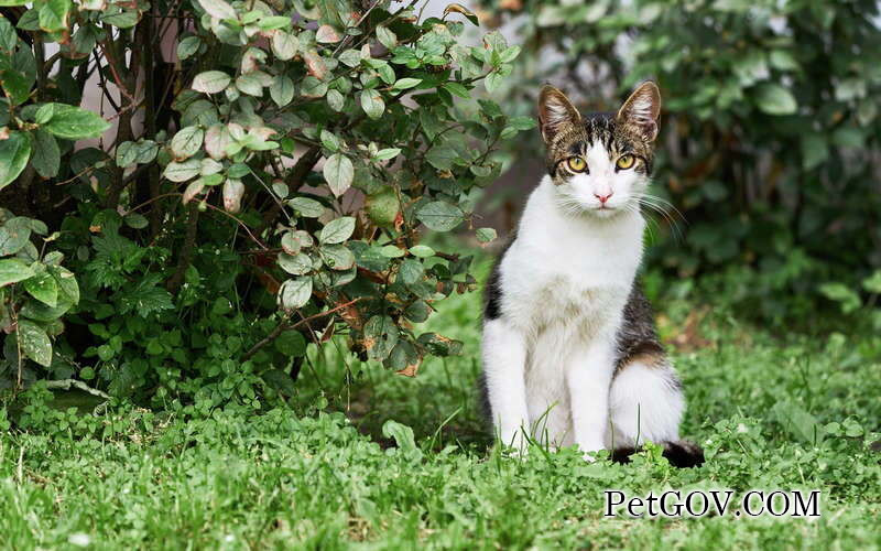 El gato no come, pierde energía y adelgaza