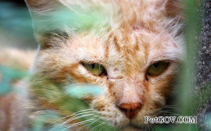 El gato sigue maullando con la cola levantada.