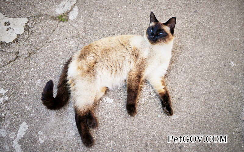 Qu'est-ce que cela signifie lorsqu'un chat miaule longtemps ?