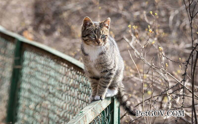 Bultos negros en la nariz del gato