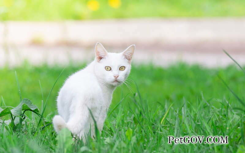 The cat keeps opening its mouth and sticking out its tongue