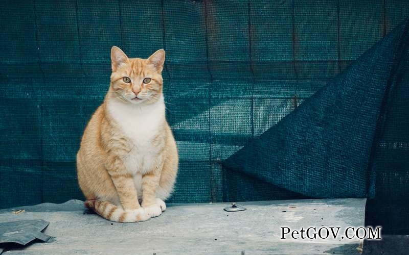 Do curly-eared cats have genetic defects?