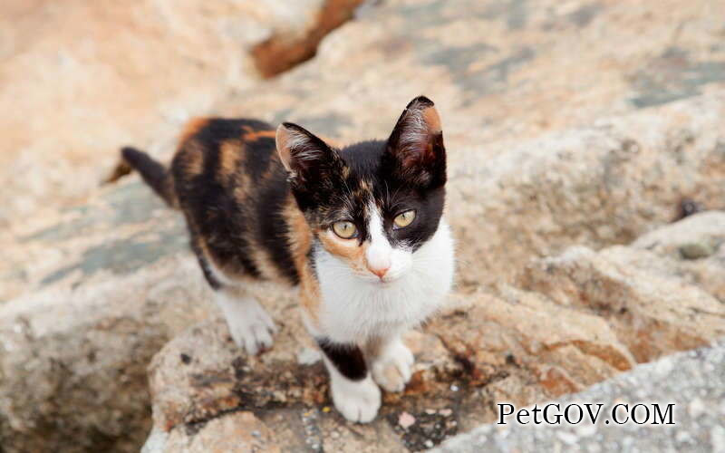 Warum rennt die Katze so aufgeregt herum?