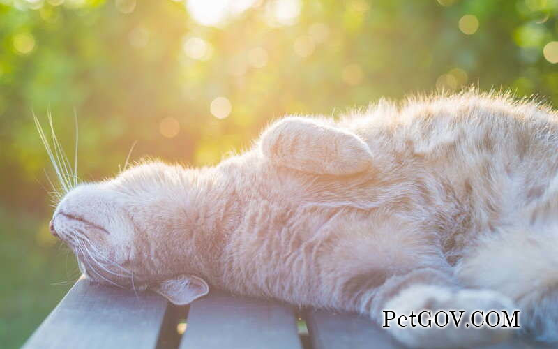 Que se passera-t-il si un chat ne se prélasse pas au soleil ?