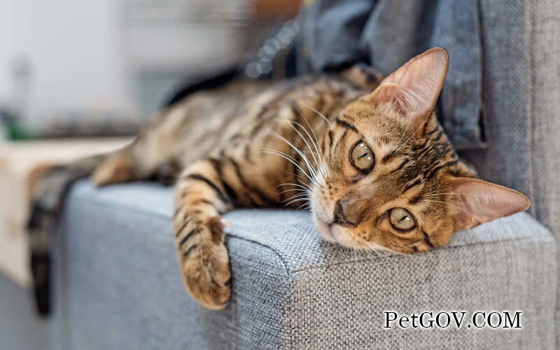 Check your cat’s health from sleeping posture