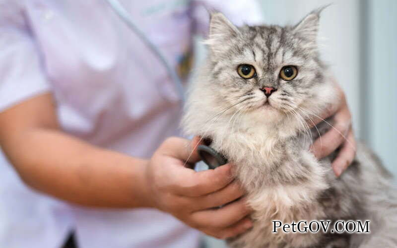 Cat's drool is transparent and not smelly