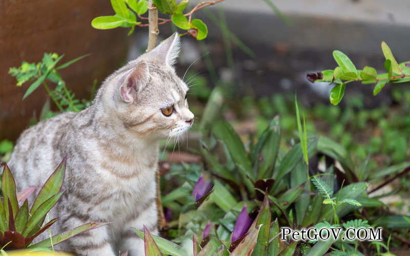 Caractère en forme de patte de chat