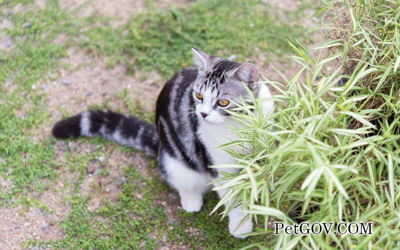 The female cat keeps meowing at her owner after giving birth