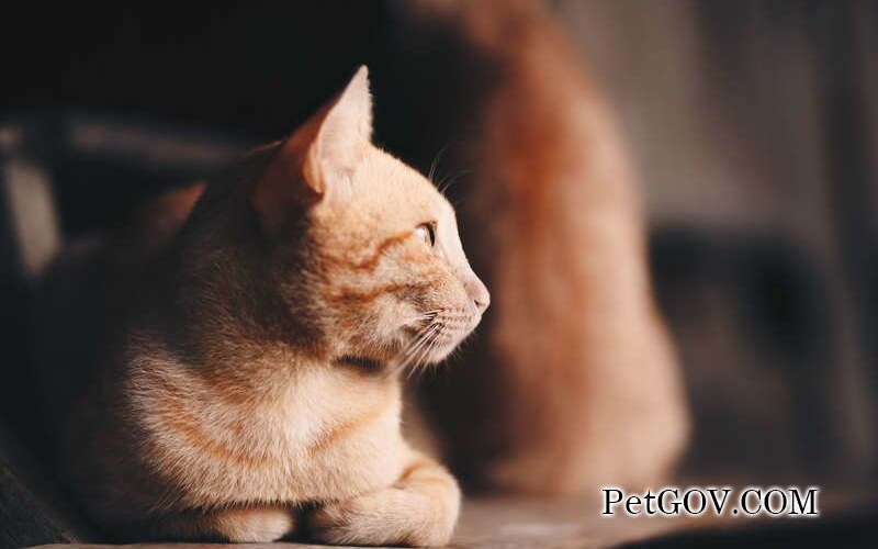 El gato sigue maullando por la noche y araña la puerta.